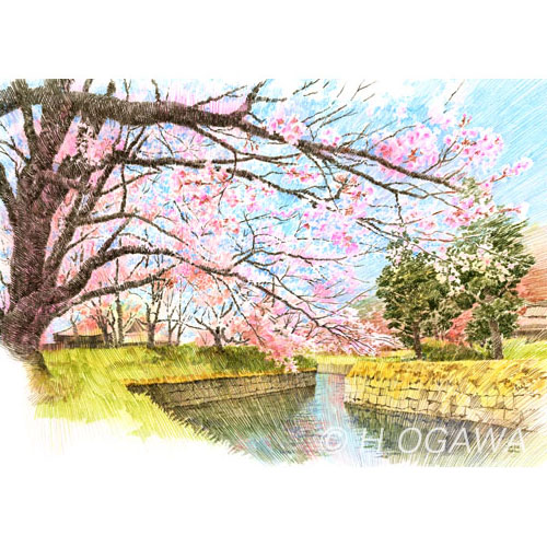 龍岡城跡、桜